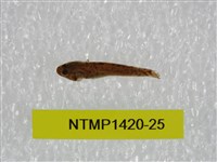 藏品(泰加拉鯔鰕虎魚)的圖片